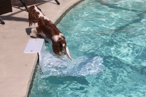 Paws Aboard Pool Pup Dog Ladder Steps
